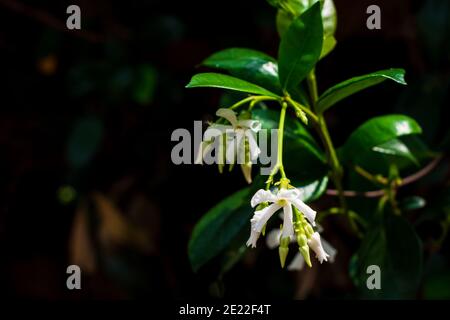 Une branche de fleurs blanches sur fond noir Banque D'Images