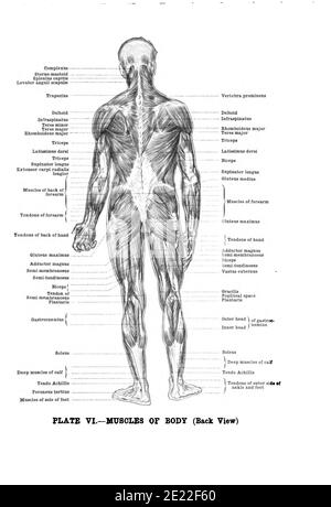 Dessin d'anatomie verticale et texte des muscles du corps, vue arrière, du XIXe siècle Banque D'Images