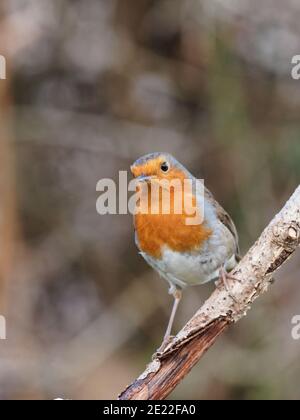 Un Robin européen (erithacus rubecula) à la recherche de nourriture dans un jardin rural à Wakefield, West Yorkshire, le matin d'hiver froid. Banque D'Images