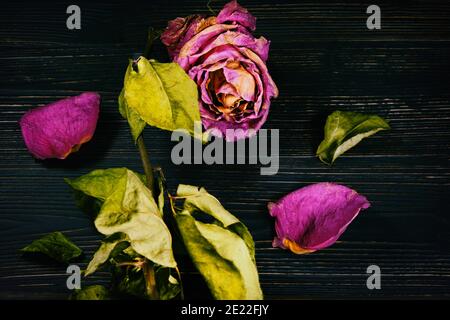 Rose séchée sur fond d'ébène, gros plan. Une fleur morte avec des feuilles et des pétales morts Banque D'Images