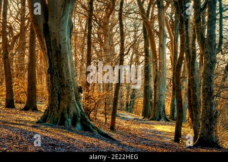 Sankey Valley Park est un parc de campagne à Warrington. Le parc linéaire suit une section du canal St Helens et du ruisseau Sankey. Une piste de course au pied du tarmac Banque D'Images