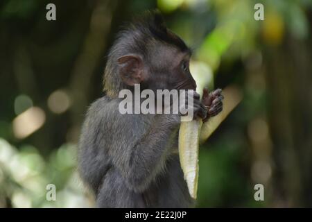 Un singe macaque sauvage dans le peeling et manger un petit bouquet de bananes mûres dans la forêt de singes sacrés à Ubud Bali. Banque D'Images