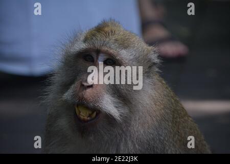 Un singe macaque sauvage dans le peeling et manger un petit bouquet de bananes mûres dans la forêt de singes sacrés à Ubud Bali. Banque D'Images