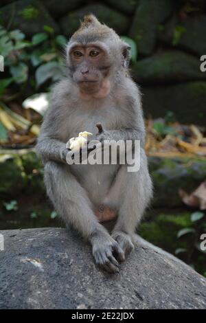 Un singe macaque sauvage dans le peeling et manger un petit bouquet de bananes mûres dans la forêt de singes sacrés à Ubud Bali. Banque D'Images