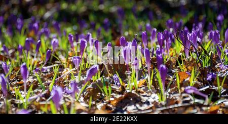 fleurs de crocus pourpres. magnifique paysage de la nature dans le parc. temps ensoleillé. gros plan avec une faible profondeur de champ Banque D'Images