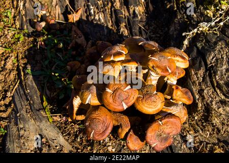 Champignon et champignon de Shitake dans la nature, comestible Banque D'Images