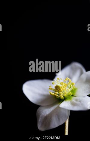 Gros plan de hellebore en fleur sur fond noir Banque D'Images