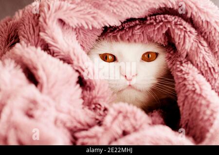 Beau chat blanc enveloppé dans une couverture Banque D'Images