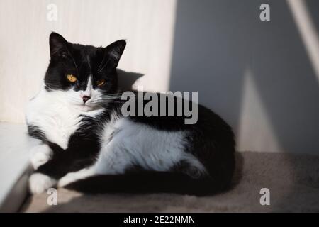 Drôle mignon chat Tuxedo noir et blanc couché dans le soleil sur une couverture souple près de la fenêtre sur le rebord de la fenêtre et regarder à l'appareil photo Banque D'Images