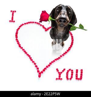 Saucisse de dachshund chien sur les valentines amour de forme de coeur avec moi j'aime que vous signez comme arrière-plan isolé sur blanc Banque D'Images