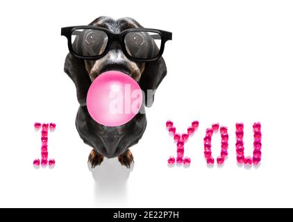 Saucisse de dachshund chien sur les valentines amour de forme de coeur avec moi j'aime que vous signez comme arrière-plan isolé sur blanc Banque D'Images