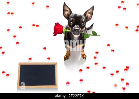 le chien de prague sur les valentines aime la forme de coeur avec moi j'aime que vous signez comme arrière-plan isolé sur blanc Banque D'Images