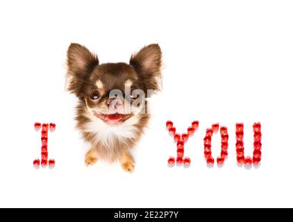 chien chihuahua sur les valentines aiment la forme de coeur avec j'aime vous signez comme arrière-plan isolé sur blanc Banque D'Images