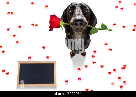 Saucisse de dachshund chien sur les valentines amour de forme de coeur avec moi j'aime que vous signez comme arrière-plan isolé sur blanc Banque D'Images