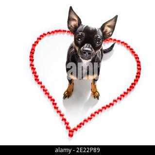 le chien de prague sur les valentines aime la forme de coeur avec moi j'aime que vous signez comme arrière-plan isolé sur blanc Banque D'Images