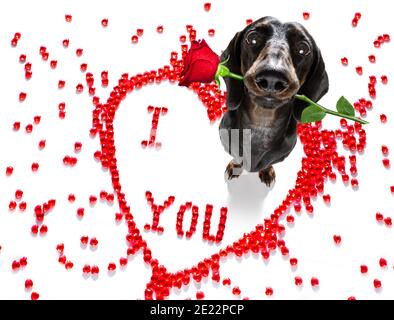Saucisse de dachshund chien sur les valentines amour de forme de coeur avec moi j'aime que vous signez comme arrière-plan isolé sur blanc Banque D'Images