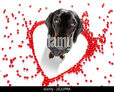 Saucisse de dachshund chien sur les valentines amour de forme de coeur avec moi j'aime que vous signez comme arrière-plan isolé sur blanc Banque D'Images