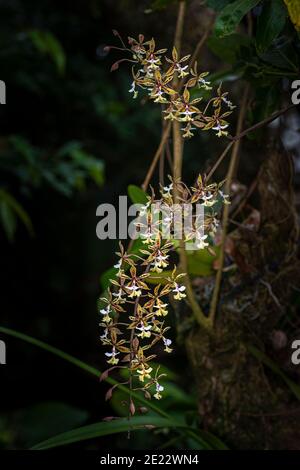 Orchidée d'Epidendrum stamfordianum avec son skipper bleu Banque D'Images