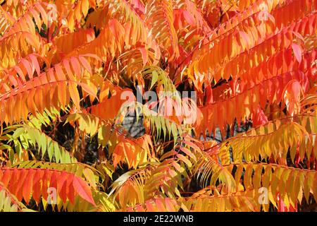 feuilles d'arbre au vinaigre d'orange rouge en automne Banque D'Images