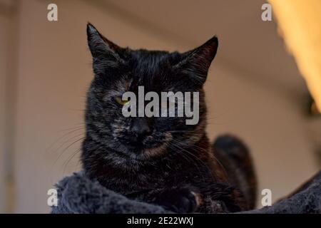 Drôle noir de la fumée de shorthair chat qui s'accroupite les yeux, le chaton Banque D'Images