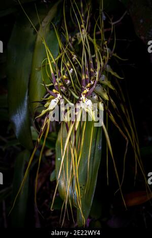 Image d'orchidée Brassia ou d'orchidée araignée prise au Panama Banque D'Images