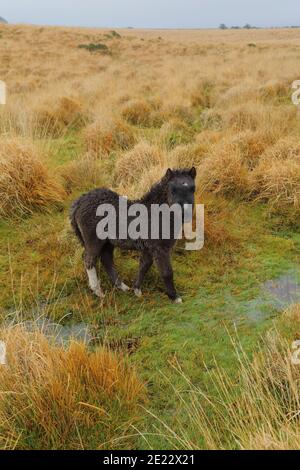 Pacage sauvage dans le parc national de Dartmoor, Devon Banque D'Images