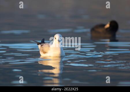 Guette à tête noire (Chericocephalus ridibundus) et coot eurasien (Fulica atra) nageant au lever du soleil. Lac de Banyoles (Estany de Banyoles) Gérone, Espagne Banque D'Images