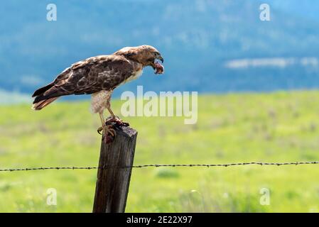 Faucon à queue rouge (Buteo jamaicensis) mangeant un rongeur, Zumwalt Prairie, Oregon. Banque D'Images