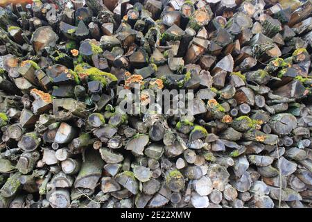 structure de la grande pile de bois de chauffage avec mousse dans le forêt Banque D'Images