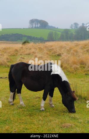 Pacage sauvage dans le parc national de Dartmoor, Devon Banque D'Images