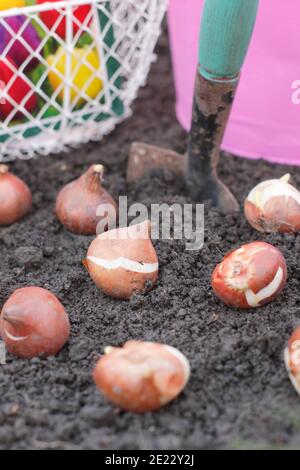 Plantation de bulbes de tulipes avec une truelle dans un jardin en automne. Tulipa 'drapeau blanc'. Banque D'Images