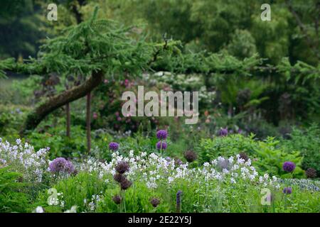 allium atropurpureum,Allium hollandicum Violet sensation,geranium splish splash,alliums et géraniums,allium et géranium, fleurs bleu blanc violet, fl Banque D'Images