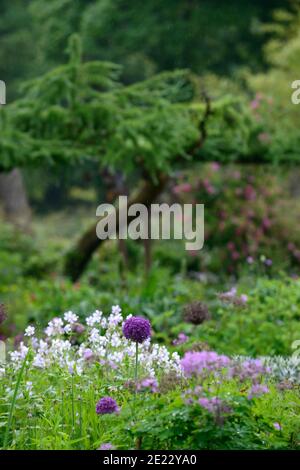 allium atropurpureum,Allium hollandicum Violet sensation,geranium splish splash,alliums et géraniums,allium et géranium, fleurs bleu blanc violet, fl Banque D'Images