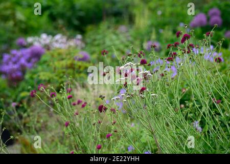 Knautia macedonica,scabious,pinbuy,vin fleurs rouges,fleur,floraison,fleurs sauvages,jardin,jardins,animaux sauvages, RM Floral Banque D'Images