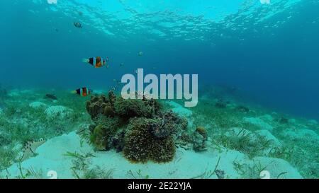 Poissons tropicaux colorés sous l'eau. Poissons et coraux colorés sous l'eau magnifiques et magnifiques dans le récif tropical. Philippines. Banque D'Images