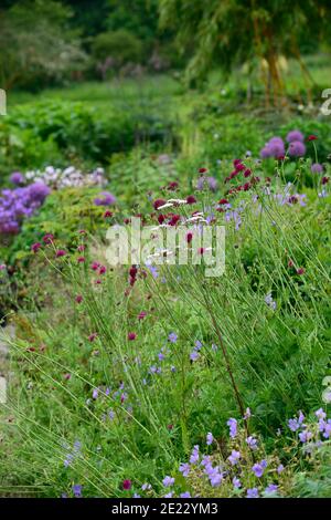 Knautia macedonica,scabious,pinbuy,vin fleurs rouges,fleur,floraison,fleurs sauvages,jardin,jardins,animaux sauvages, RM Floral Banque D'Images