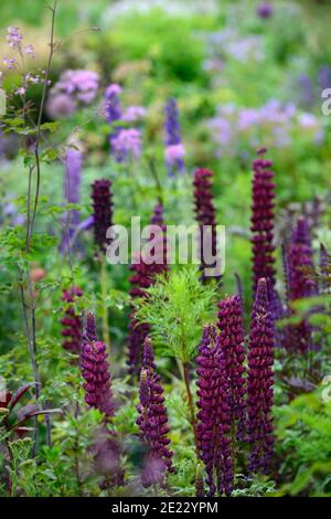 lupin chef-d'œuvre, thalictrum bas noirs, fleurs bleues et pourpres, bordure bleu pourpre, plantation mixte Jeu, lit frais, bordure fraîche, RM floral Banque D'Images