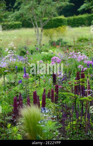 lupin chef-d'œuvre, thalictrum bas noirs, fleurs bleues et pourpres, bordure bleu pourpre, plantation mixte Jeu, lit frais, bordure fraîche, RM floral Banque D'Images