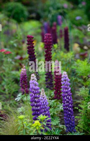 lupinus galerie bleu,lupinus chef-d'œuvre,lupin,lupins,série de coutellerie,fleurs bleues et pourpres,bordure bleu pourpre,mélangé programme de plantation, lit froid, b. froid Banque D'Images