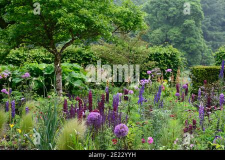 thalictrum bas noirs,lupin chef-d'œuvre,salvia indigo spires,aconitum,eryngium,thalictrum,cosmos,allium globemaster,fleurs bleues et violettes,bleu Banque D'Images