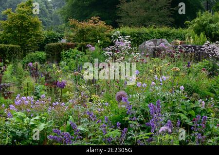 thalictrum noir bas,géranium,knautia,lupin chef-d'œuvre,salvia indigo pointes,aconitum,eryngium,thalictrum,cosmos,allium globemaster,bleu et pur Banque D'Images