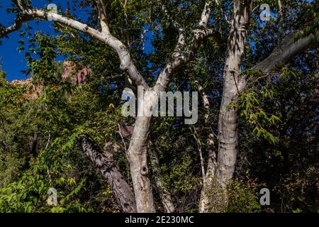 Arizona Sycamore, Platanus wrightii, dans Cave Creek Canyon, Coronado National Forest, Arizona, États-Unis Banque D'Images