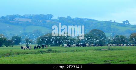 Troupeau de goélands volant au-dessus des vaches sur les terres agricoles de Devon, au Royaume-Uni Banque D'Images