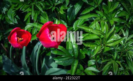 Deux fleurs de tulipe rouge entre les feuilles vertes luxuriantes dans le soleil, nature plantes fraîches fond. Mise au point sélective, vue de dessus Banque D'Images