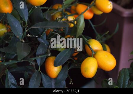 Gros plan sur un petit arbre tangerine décoratif avec des fruits, fond naturel de plantes. Banque D'Images