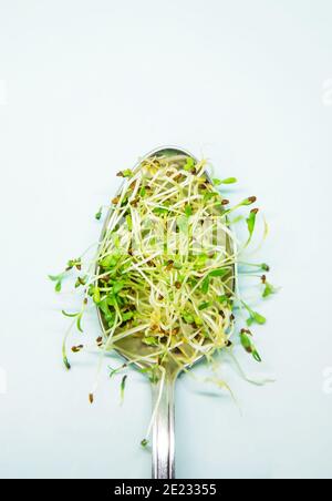 Les pousses micro-vertes d'arugula s'isolent sur fond blanc. La nature sélective. Banque D'Images