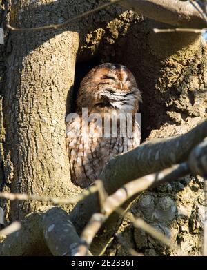 Hibou de Tawny (Strix aluco) dans un creux dans un frêne. Banque D'Images