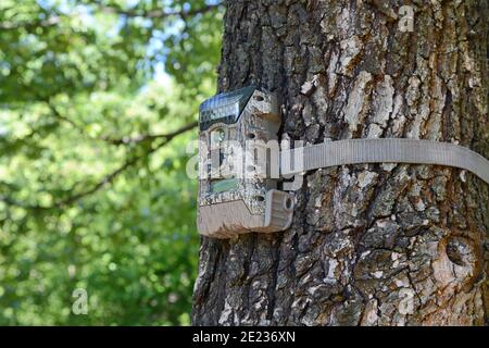 Appareil photo fixé à un arbre, utilisé par les chasseurs pour espionner les animaux sauvages. Caméra Black Trail Cam sur Poplar Tree pour capturer la faune comme les cerfs lorsqu'ils se prombattent. Banque D'Images