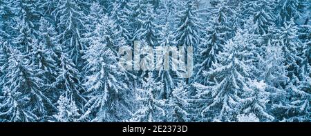 Texture d'arrière-plan bleue d'une forêt gelée en hiver, vue de dessus de l'oreille Banque D'Images