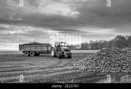 Tracteur équipé d'une grande remorque déchargeant de la betterave à sucre fraîchement récoltée. Banque D'Images